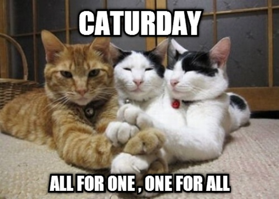 Image result for caturday meme